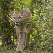 Sabal, a young puma, walks toward the camera along a planted path at Flamingo Gardens