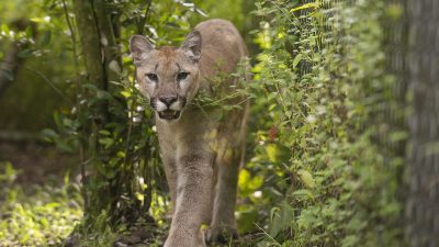 Sabal, a young puma, walks toward the camera along a planted path at Flamingo Gardens