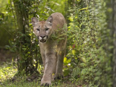 Sabal, a young puma, walks toward the camera along a planted path at Flamingo Gardens