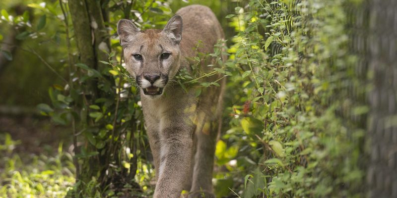 Sabal, a young puma, walks toward the camera along a planted path at Flamingo Gardens