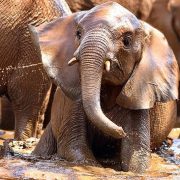 A young orphaned elephant standing in a shallow muddy waterhole with its trunk curled up, surrounded by the legs and bodies of older elephants in the herd.