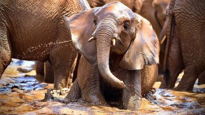 A young orphaned elephant standing in a shallow muddy waterhole with its trunk curled up, surrounded by the legs and bodies of older elephants in the herd.