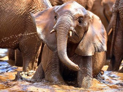 A young orphaned elephant standing in a shallow muddy waterhole with its trunk curled up, surrounded by the legs and bodies of older elephants in the herd.