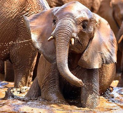 A young orphaned elephant standing in a shallow muddy waterhole with its trunk curled up, surrounded by the legs and bodies of older elephants in the herd.