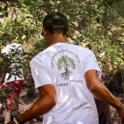 A member of the Sheldrick Wildlife Trust mangrove team walking through dense mangroves in shallow water, seen from behind, wearing a white T-shirt printed with the Trust's Mangrove Project tree logo.