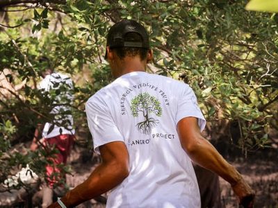 A member of the Sheldrick Wildlife Trust mangrove team walking through dense mangroves in shallow water, seen from behind, wearing a white T-shirt printed with the Trust's Mangrove Project tree logo.