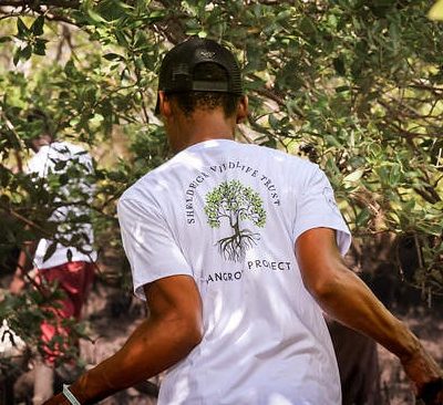 A member of the Sheldrick Wildlife Trust mangrove team walking through dense mangroves in shallow water, seen from behind, wearing a white T-shirt printed with the Trust's Mangrove Project tree logo.