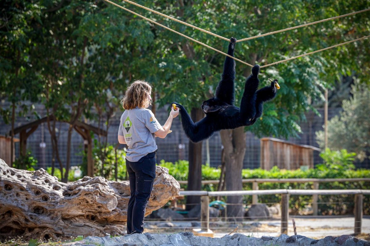 A keeper in a park T-shirt stands below a pair of rope lines strung between trees, holding up a piece of fruit to an all-black siamang that is hanging from the ropes by one arm and reaching down with the other.