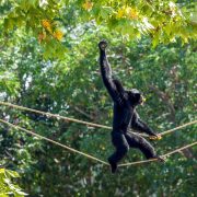 An all-black siamang walks upright along a rope strung between trees, one arm raised overhead and a piece of fruit in its mouth, with sunlit green foliage behind.