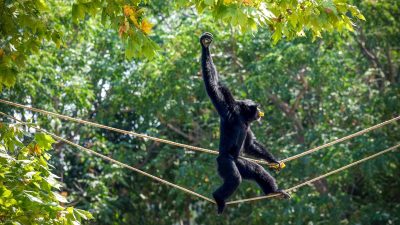 An all-black siamang walks upright along a rope strung between trees, one arm raised overhead and a piece of fruit in its mouth, with sunlit green foliage behind.