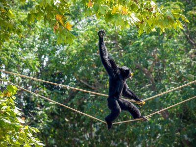 An all-black siamang walks upright along a rope strung between trees, one arm raised overhead and a piece of fruit in its mouth, with sunlit green foliage behind.