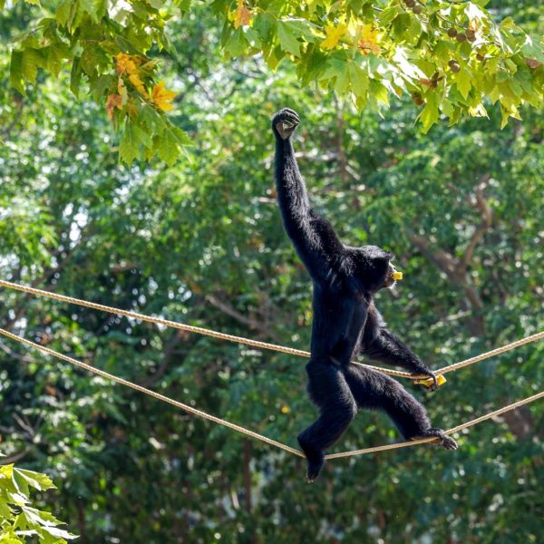 An all-black siamang walks upright along a rope strung between trees, one arm raised overhead and a piece of fruit in its mouth, with sunlit green foliage behind.