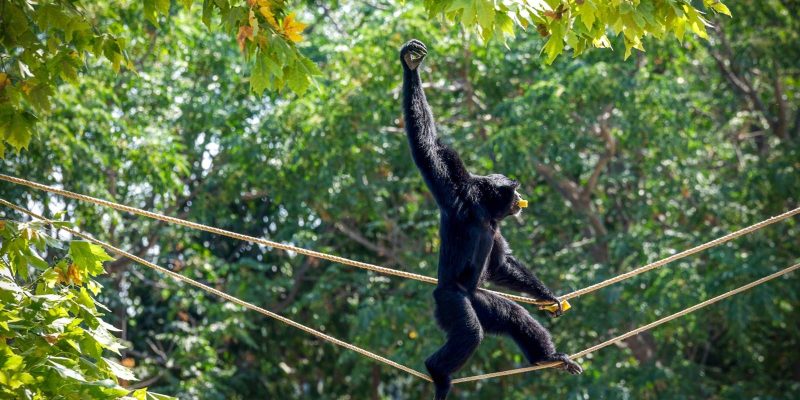 An all-black siamang walks upright along a rope strung between trees, one arm raised overhead and a piece of fruit in its mouth, with sunlit green foliage behind.
