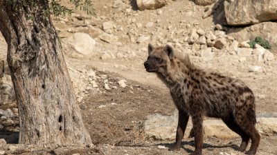 A spotted hyena stands in profile on dry stony ground beside the trunk of an old olive tree, with pale rocks and shade behind it.