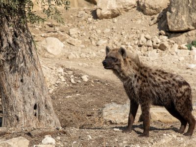 A spotted hyena stands in profile on dry stony ground beside the trunk of an old olive tree, with pale rocks and shade behind it.