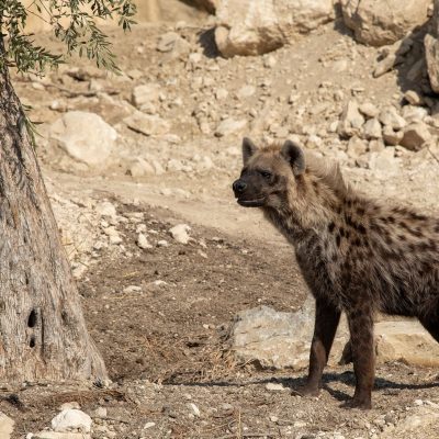 A spotted hyena stands in profile on dry stony ground beside the trunk of an old olive tree, with pale rocks and shade behind it.