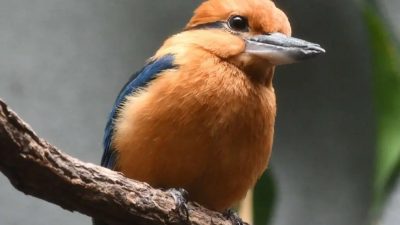 A Sihek, or Guam kingfisher, perches on a bare branch in profile, showing a cinnamon-orange head and breast, a deep blue-black wing and tail, a dark stripe through the eye and a heavy grey bill.