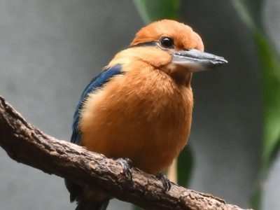 A Sihek, or Guam kingfisher, perches on a bare branch in profile, showing a cinnamon-orange head and breast, a deep blue-black wing and tail, a dark stripe through the eye and a heavy grey bill.