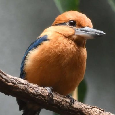 A Sihek, or Guam kingfisher, perches on a bare branch in profile, showing a cinnamon-orange head and breast, a deep blue-black wing and tail, a dark stripe through the eye and a heavy grey bill.