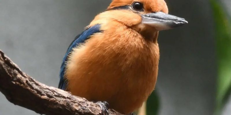 A Sihek, or Guam kingfisher, perches on a bare branch in profile, showing a cinnamon-orange head and breast, a deep blue-black wing and tail, a dark stripe through the eye and a heavy grey bill.