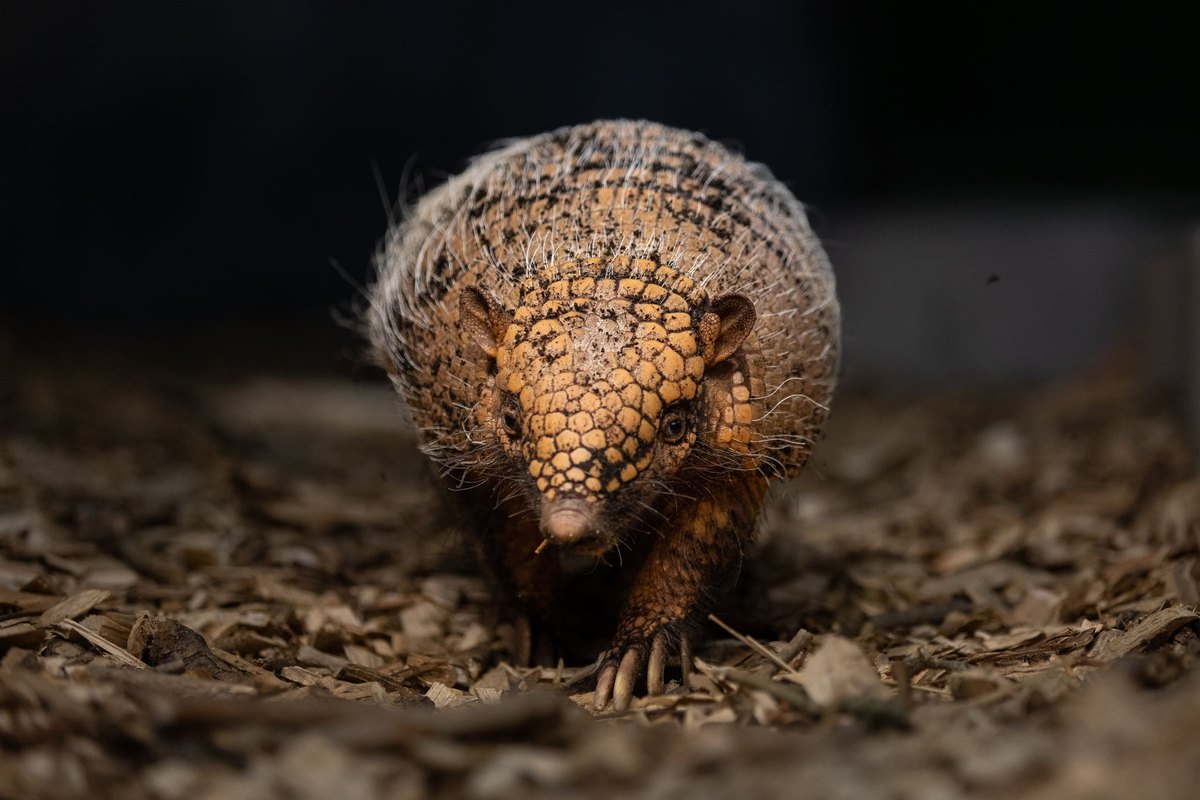 A six-banded armadillo walks toward the camera across a floor of wood chips, its domed shell patterned in pale orange plates fringed with long white bristles, its face and small ears lit against a dark background.