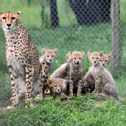 An adult female cheetah sits upright in tall green grass with five spotted cubs gathered around her, a chain-link habitat fence and trees behind them