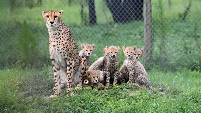 An adult female cheetah sits upright in tall green grass with five spotted cubs gathered around her, a chain-link habitat fence and trees behind them