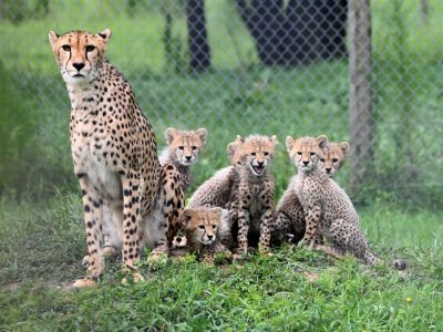 An adult female cheetah sits upright in tall green grass with five spotted cubs gathered around her, a chain-link habitat fence and trees behind them