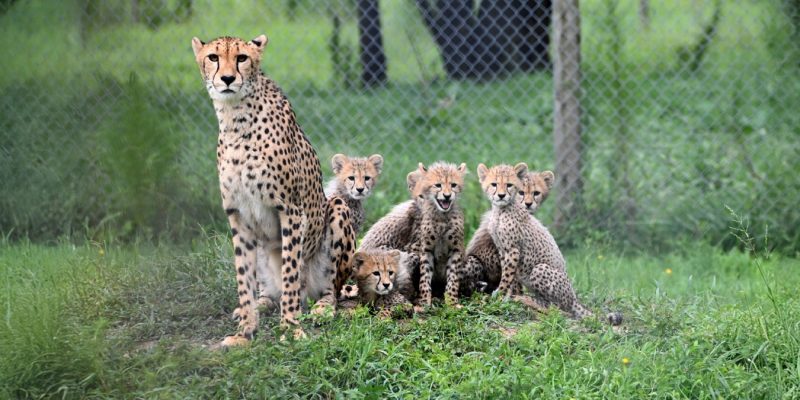 An adult female cheetah sits upright in tall green grass with five spotted cubs gathered around her, a chain-link habitat fence and trees behind them