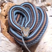 A San Francisco garter snake coiled on pale bark, its black body marked with turquoise-blue and orange stripes.