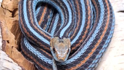 A San Francisco garter snake coiled on pale bark, its black body marked with turquoise-blue and orange stripes.