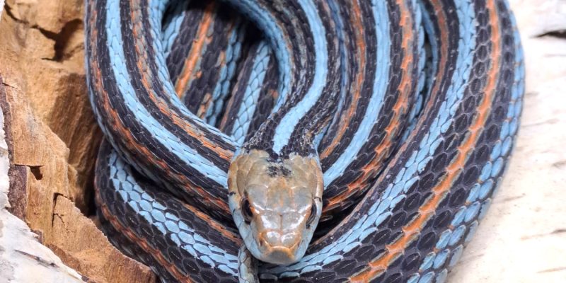 A San Francisco garter snake coiled on pale bark, its black body marked with turquoise-blue and orange stripes.
