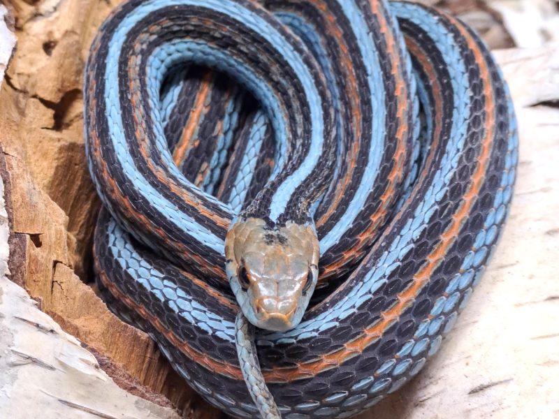 A San Francisco garter snake coiled on pale bark, its black body marked with turquoise-blue and orange stripes.