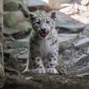 A snow leopard cub stands on bare dark ground between rocks, facing the camera with its mouth slightly open, showing a pale smoke-gray coat marked with dark spots and rosettes, round ears and a thick ruff of fur around the face.