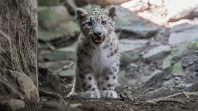 A snow leopard cub stands on bare dark ground between rocks, facing the camera with its mouth slightly open, showing a pale smoke-gray coat marked with dark spots and rosettes, round ears and a thick ruff of fur around the face.