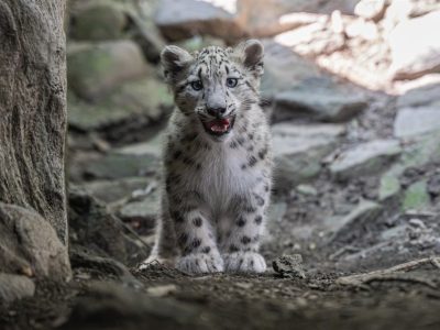 A snow leopard cub stands on bare dark ground between rocks, facing the camera with its mouth slightly open, showing a pale smoke-gray coat marked with dark spots and rosettes, round ears and a thick ruff of fur around the face.