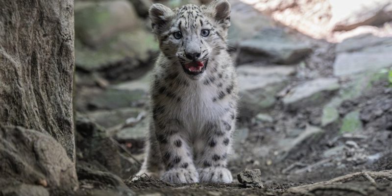 A snow leopard cub stands on bare dark ground between rocks, facing the camera with its mouth slightly open, showing a pale smoke-gray coat marked with dark spots and rosettes, round ears and a thick ruff of fur around the face.