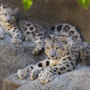 A snow leopard cub lies on a rock ledge behind its mother, both animals pale gray with dark rosettes.