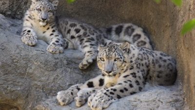 A snow leopard cub lies on a rock ledge behind its mother, both animals pale gray with dark rosettes.