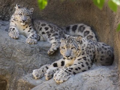 A snow leopard cub lies on a rock ledge behind its mother, both animals pale gray with dark rosettes.