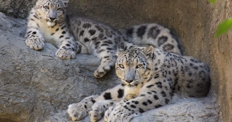 A snow leopard cub lies on a rock ledge behind its mother, both animals pale gray with dark rosettes.