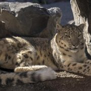 Two snow leopards rest together in shade against pale rockwork, one adult and one younger animal curled beside it.