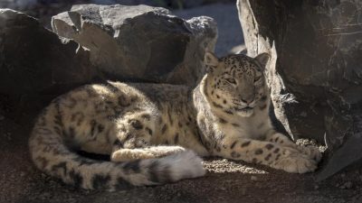 Two snow leopards rest together in shade against pale rockwork, one adult and one younger animal curled beside it.