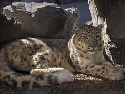 Two snow leopards rest together in shade against pale rockwork, one adult and one younger animal curled beside it.