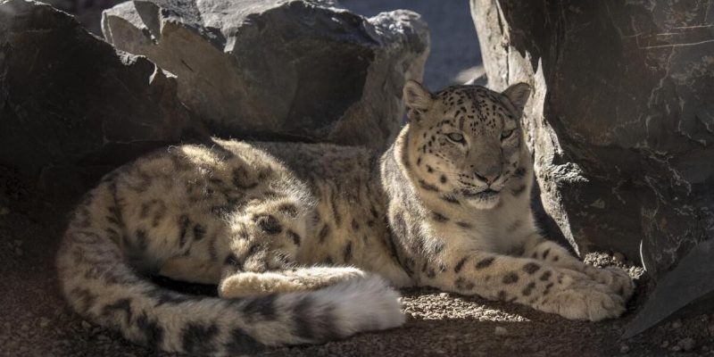 Two snow leopards rest together in shade against pale rockwork, one adult and one younger animal curled beside it.