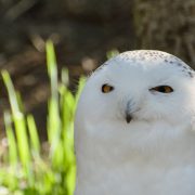 A snowy owl with bright yellow eyes and white plumage looks toward the camera against sunlit grass.