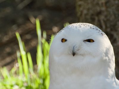 A snowy owl with bright yellow eyes and white plumage looks toward the camera against sunlit grass.