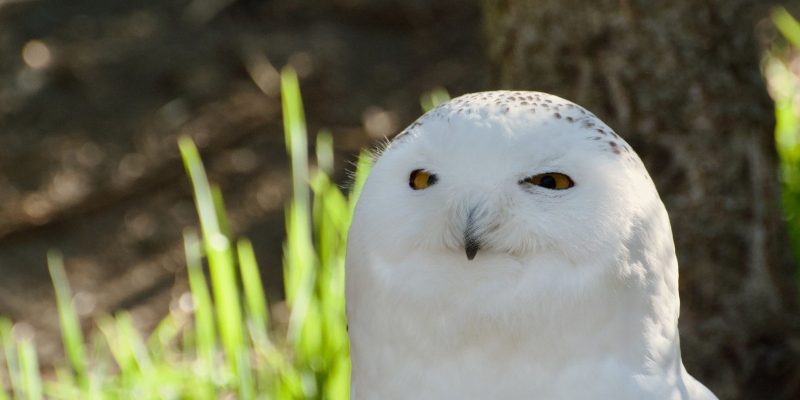 A snowy owl with bright yellow eyes and white plumage looks toward the camera against sunlit grass.
