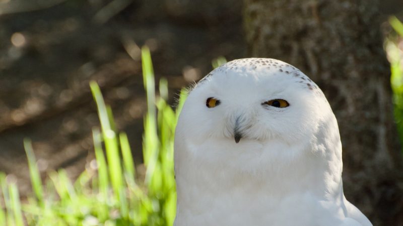 A snowy owl with bright yellow eyes and white plumage looks toward the camera against sunlit grass.