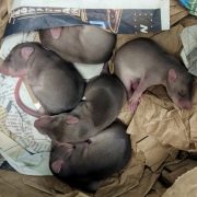 Five young southern giant pouched rats with new fur curled together in a nest of shredded paper bedding.